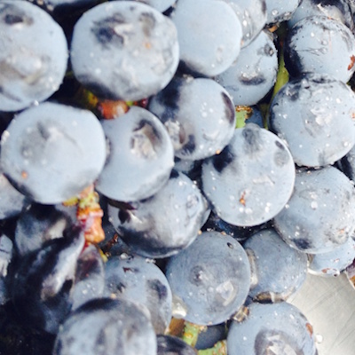 la-vendimia-finca-el-refugio