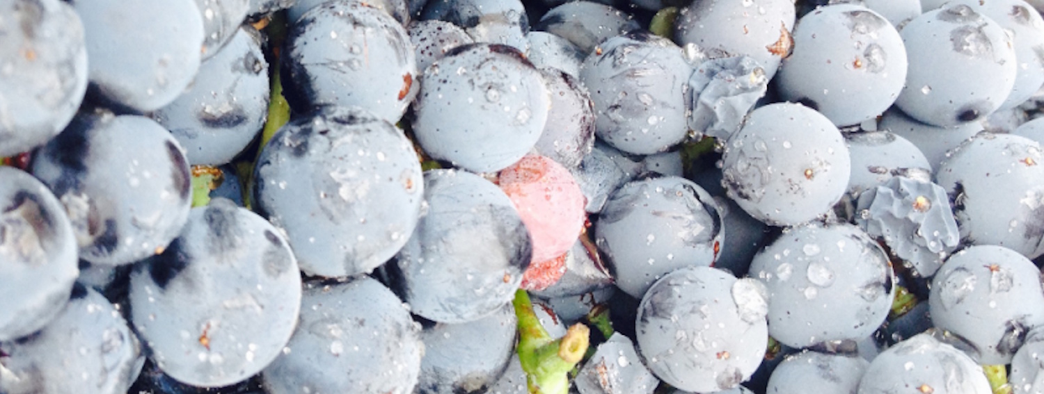 la-vendimia_finca_el_refugio