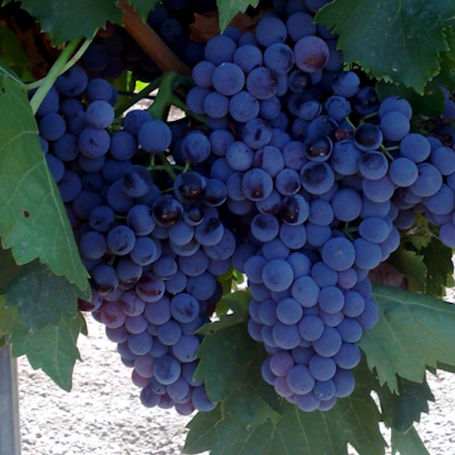 variedad-tempranillo