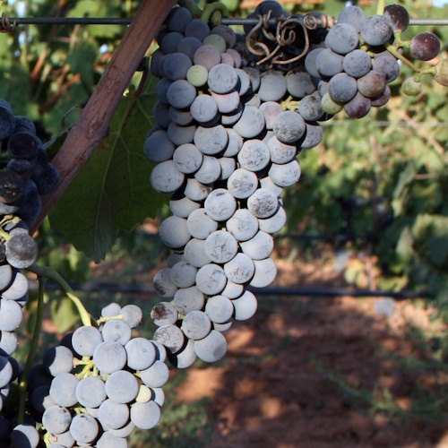 variedad-petit-verdot