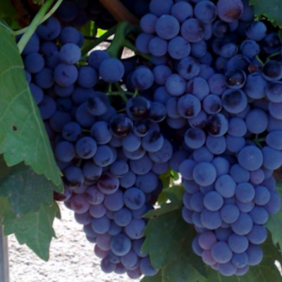 variedades-finca-el-refugio